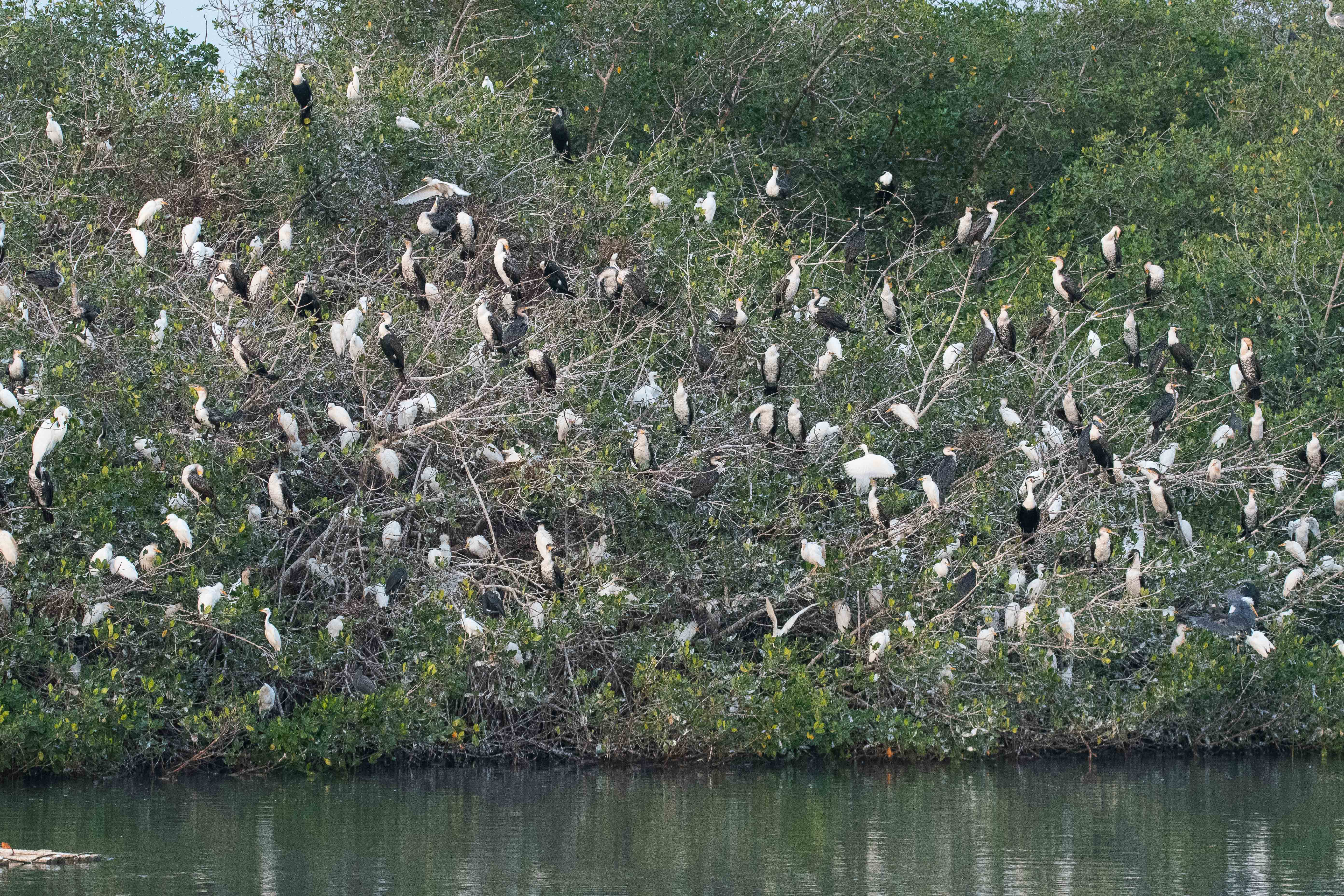 Héronnière réunissant divers Ardeidés et des Cormorans à poitrine blanche dans la mangrove Sud de la lagune de la Somone, Sénégal.
